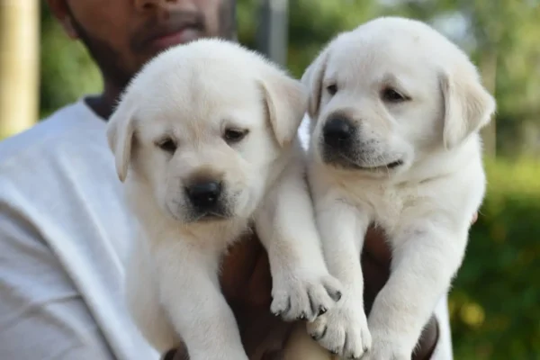 white labrador pair puppy black nose
