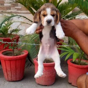beagle puppy white and brown colour