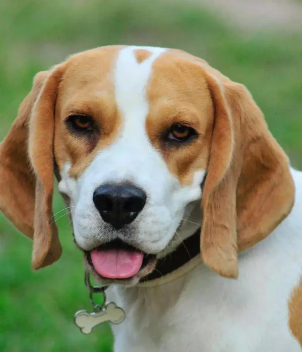 beagle brown and white