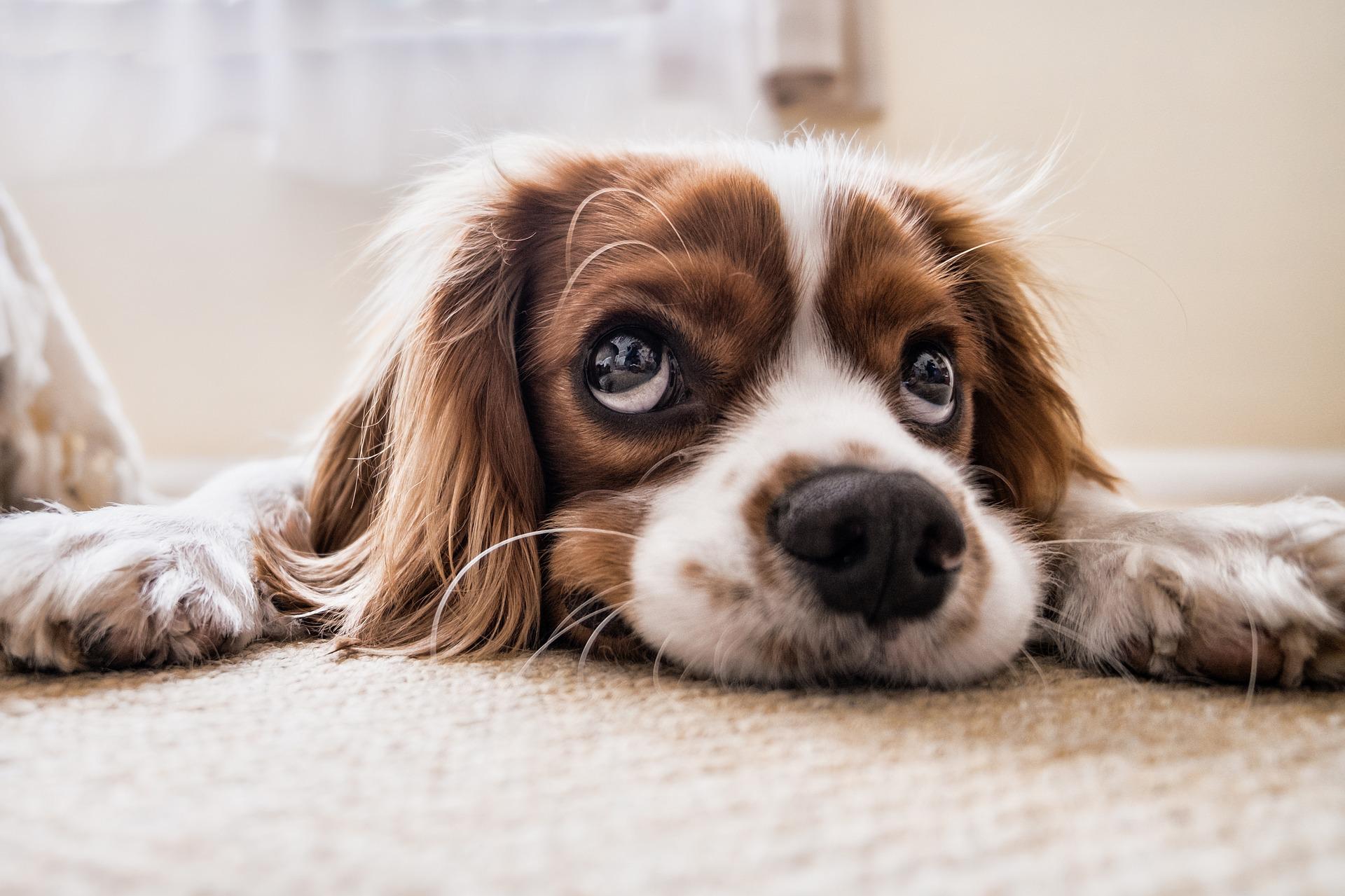 sleep dog brown white