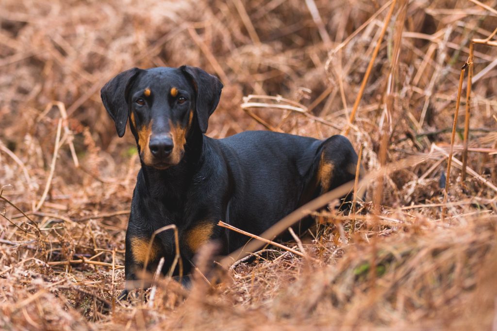 Doberman dog Price  