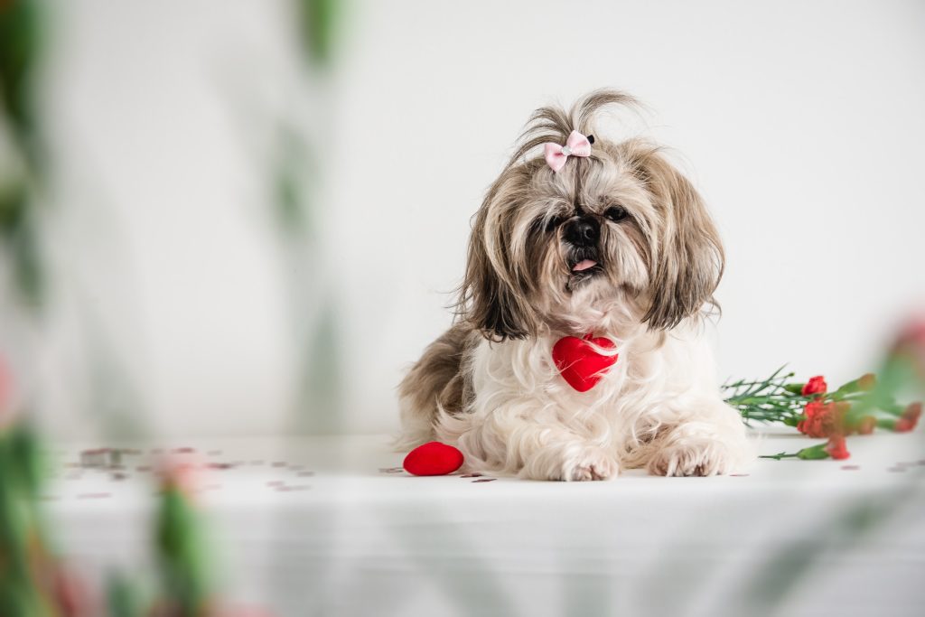 buy shih tzu puppy online in india