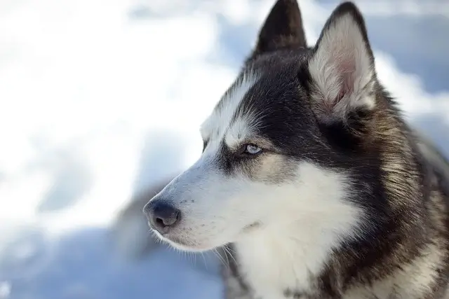 siberian husky white and black colour